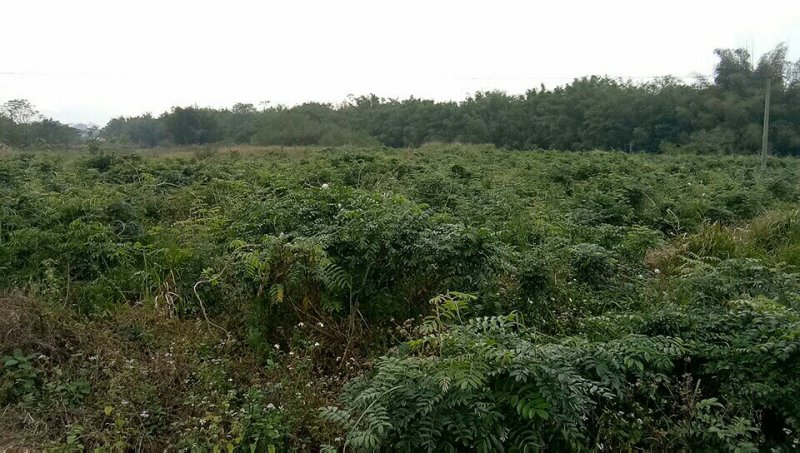 中药材