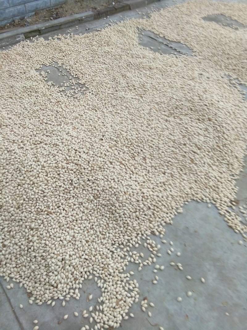 白果