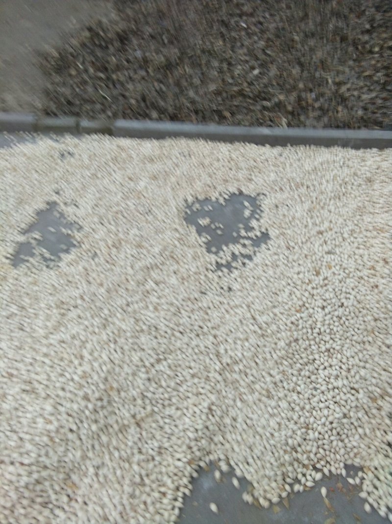 白果