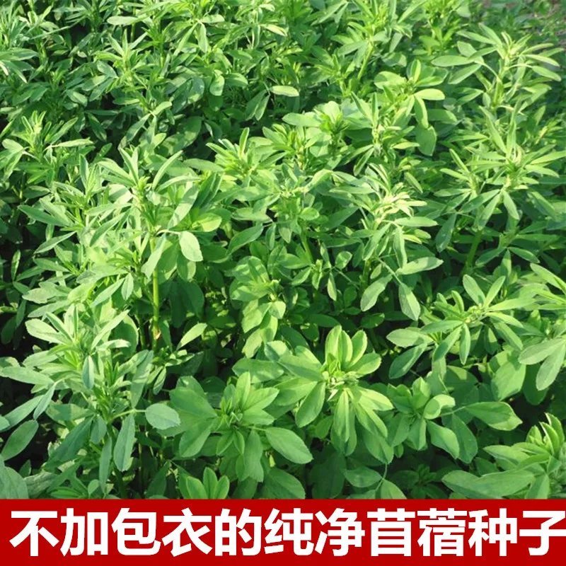 紫花苜蓿种子南北方多年生四季高产耐寒牧草牛羊鱼兔猪畜牧草