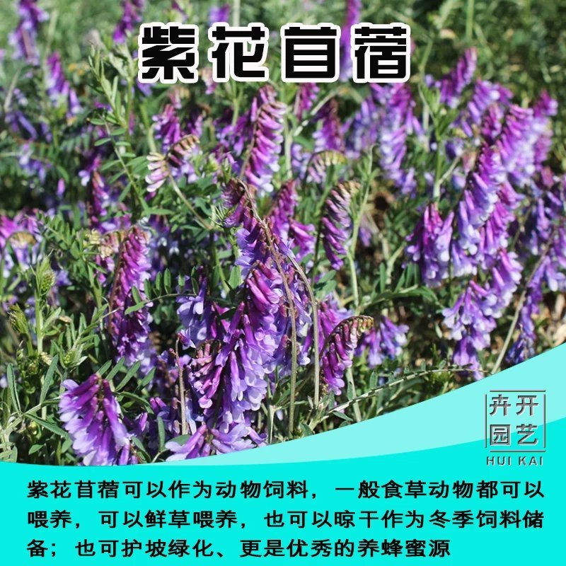 紫花苜蓿种子南北方多年生四季高产耐寒牧草牛羊鱼兔猪畜牧草