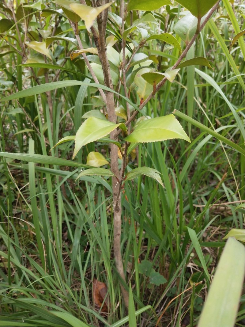 茶花小苗