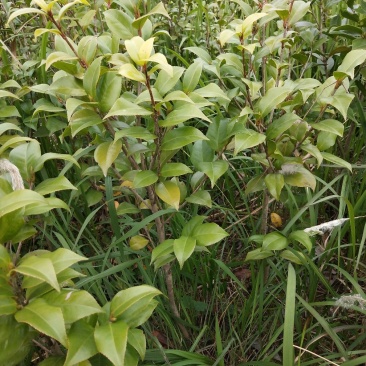 茶花小苗