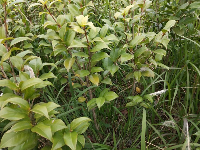 茶花小苗
