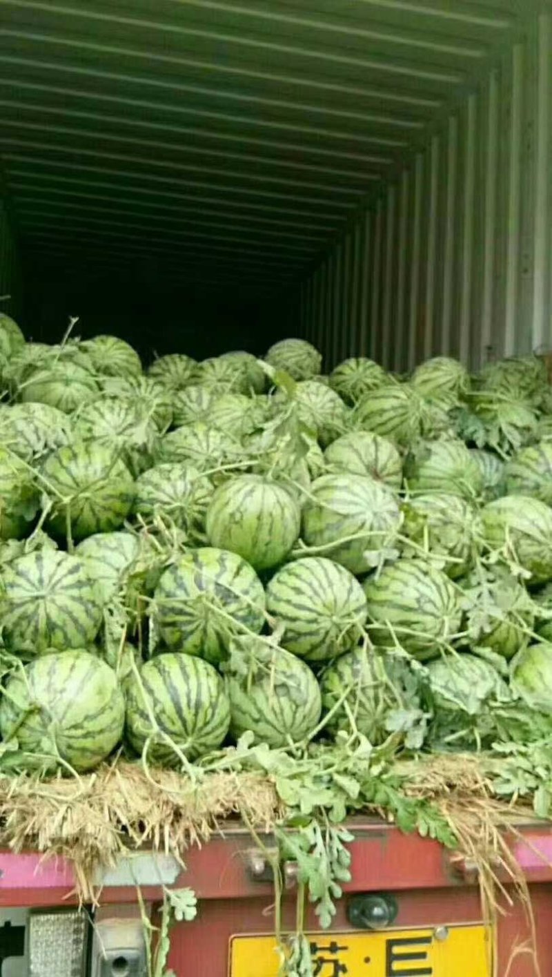 【预售】8424西瓜-基地直供-货源充足-保证质量。