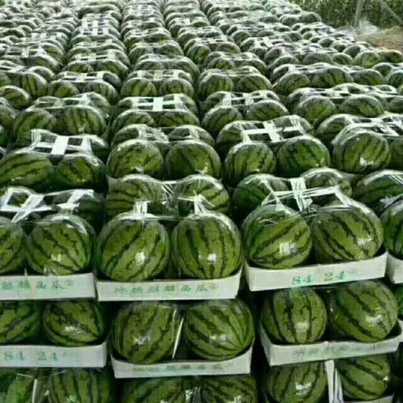【预售】8424西瓜-基地直供-货源充足-保证质量。