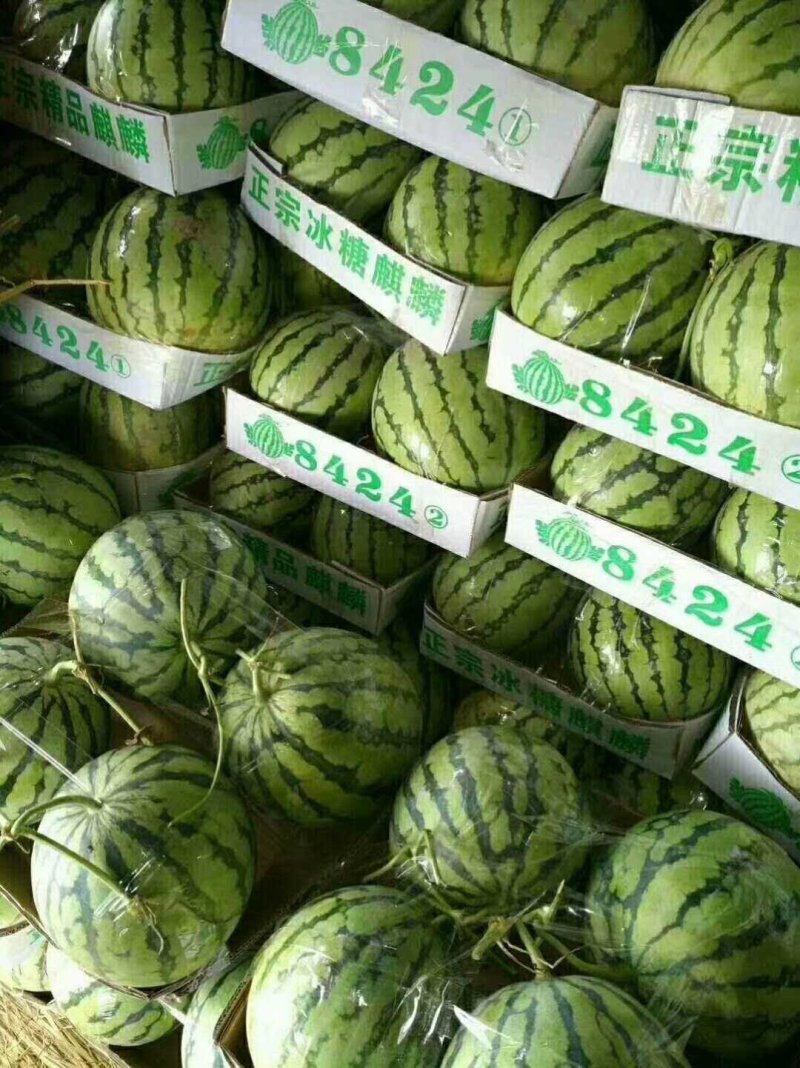 【预售】8424西瓜-基地直供-货源充足-保证质量。