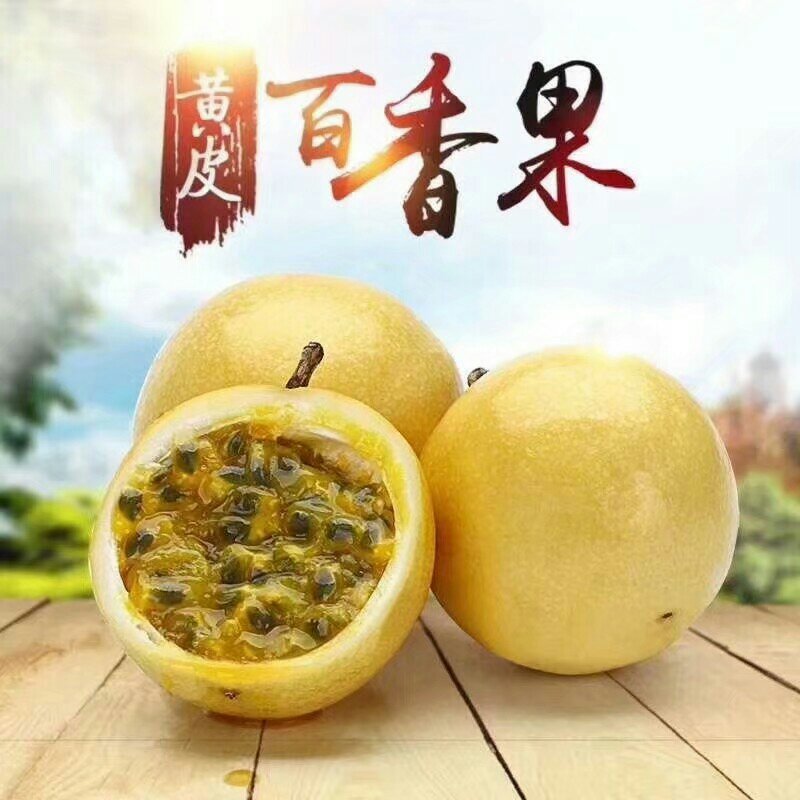 黄金百香果苗