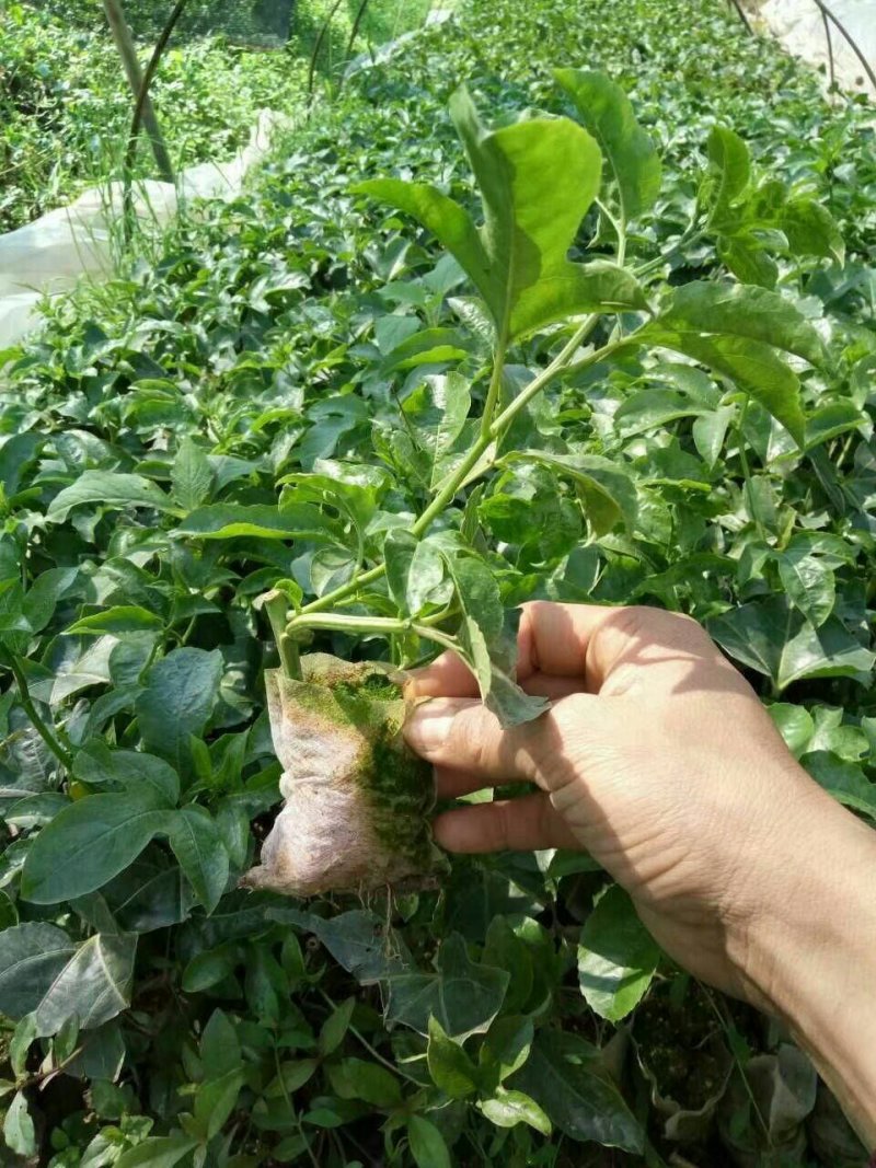 黄金百香果苗