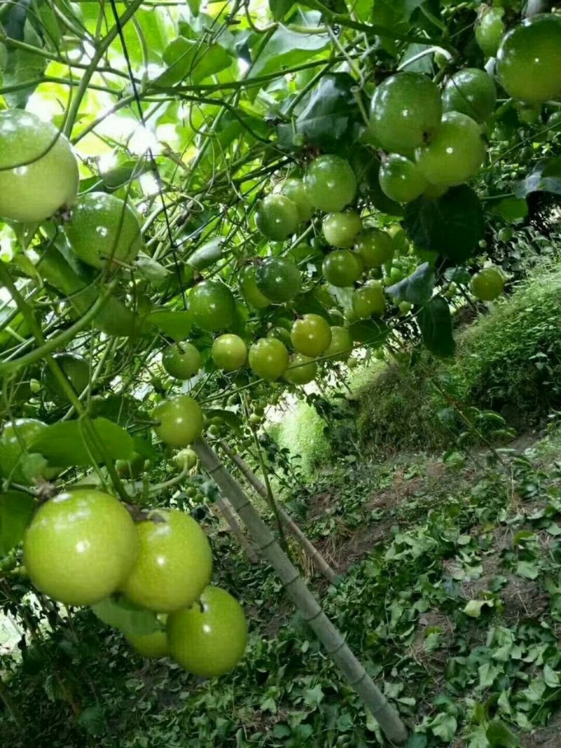 黄金百香果苗