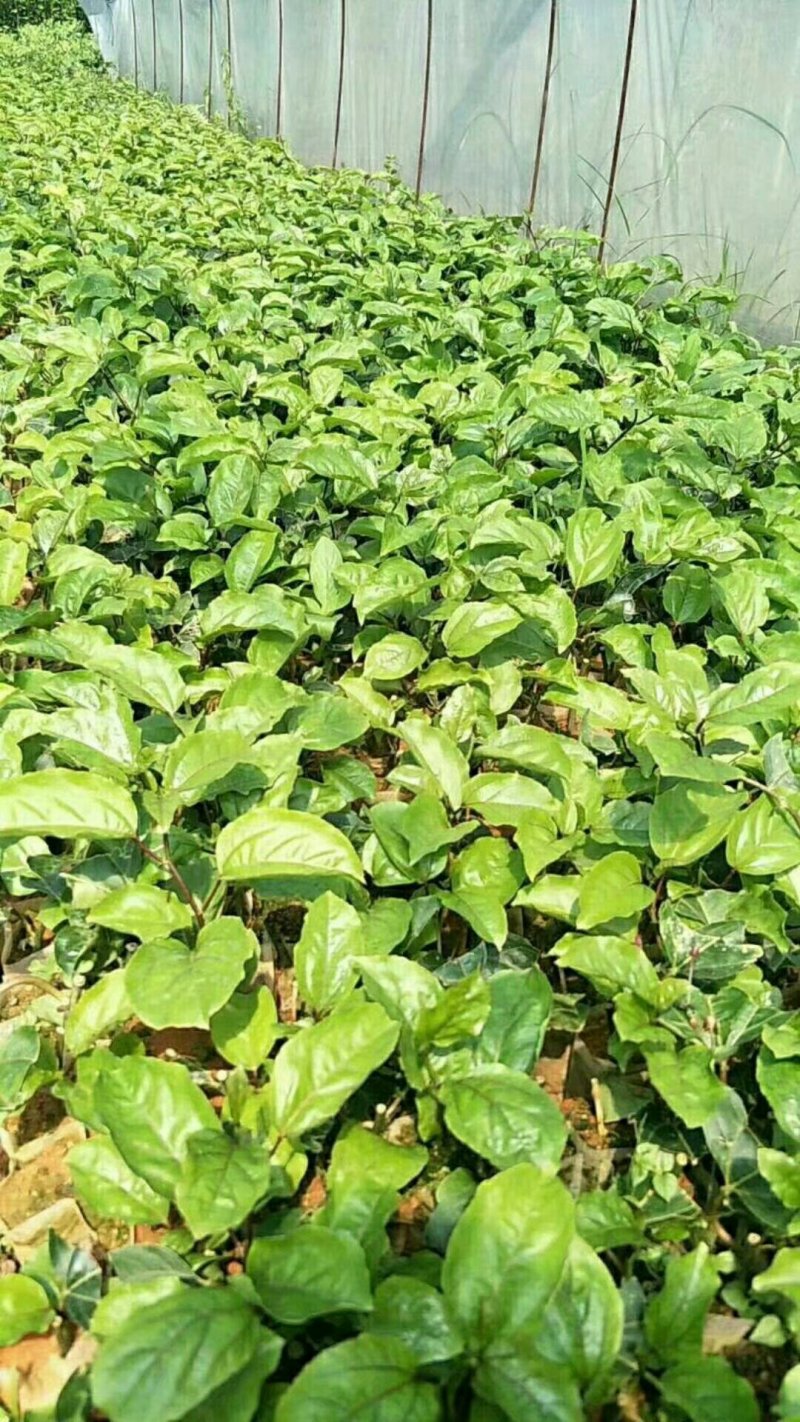 黄金百香果苗