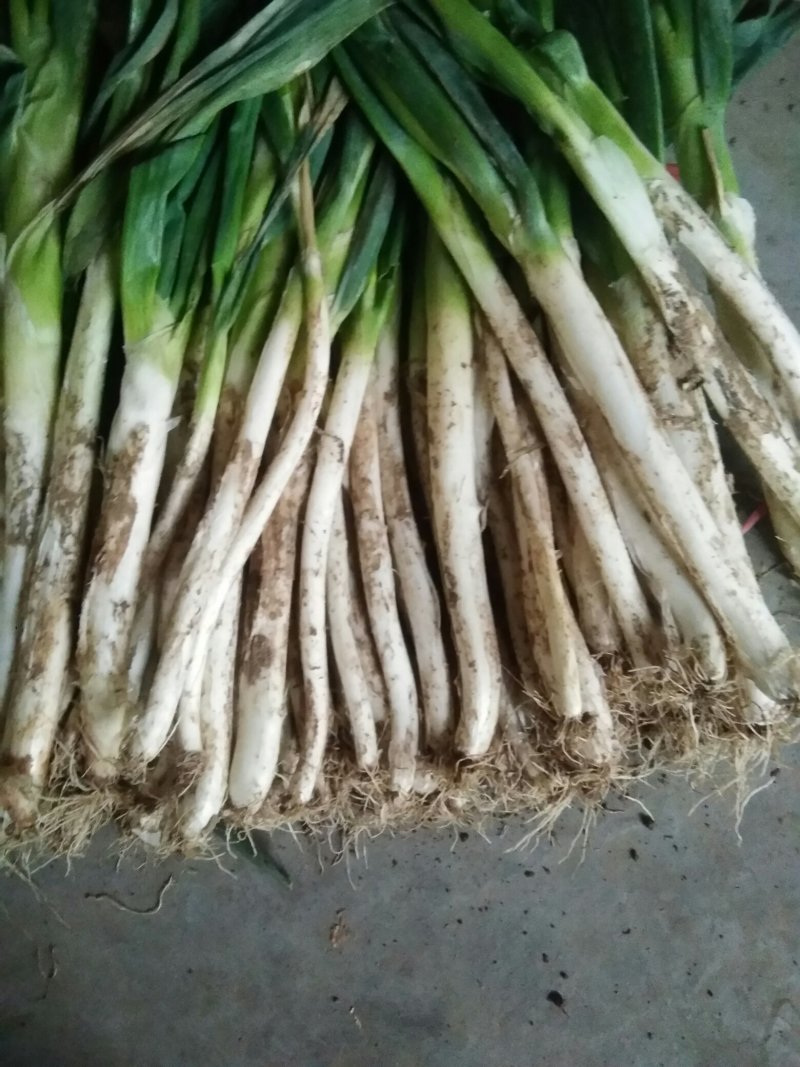 滕州铁杆钢葱，价格美丽，