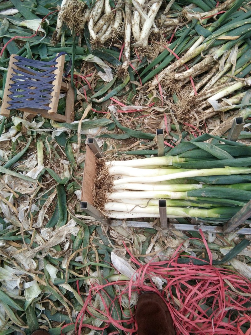 滕州铁杆钢葱，价格美丽，