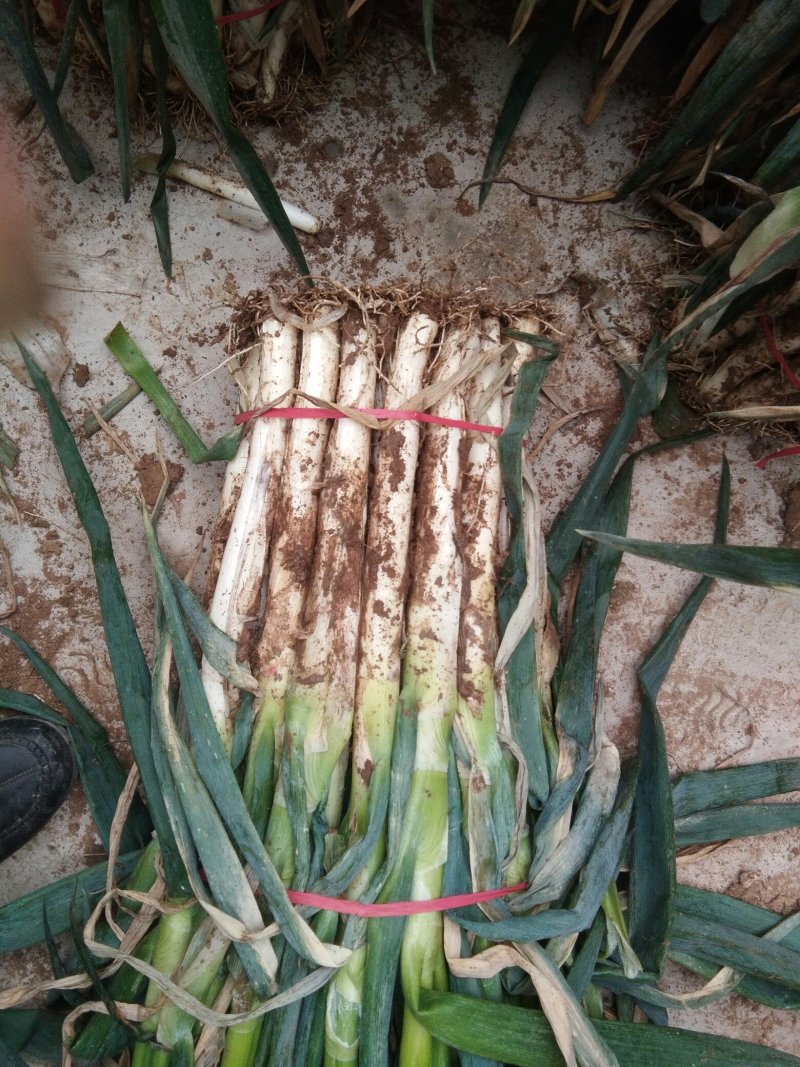 滕州铁杆钢葱，价格美丽，
