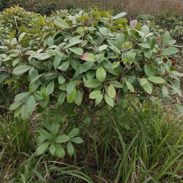 红叶石楠