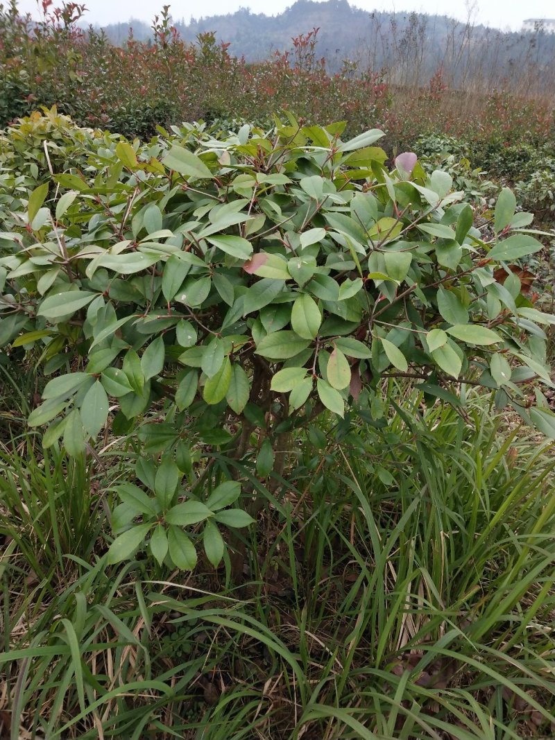 红叶石楠