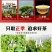高山清香绿叶镶红边口齿留香250g/✘2盒500g