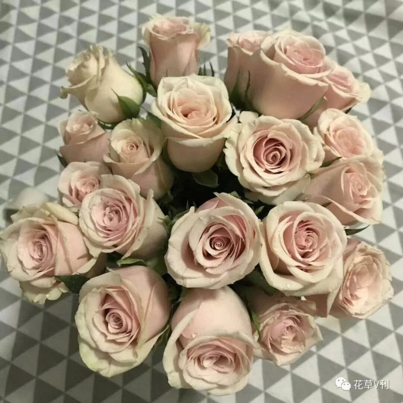 云南鲜花四季开不败