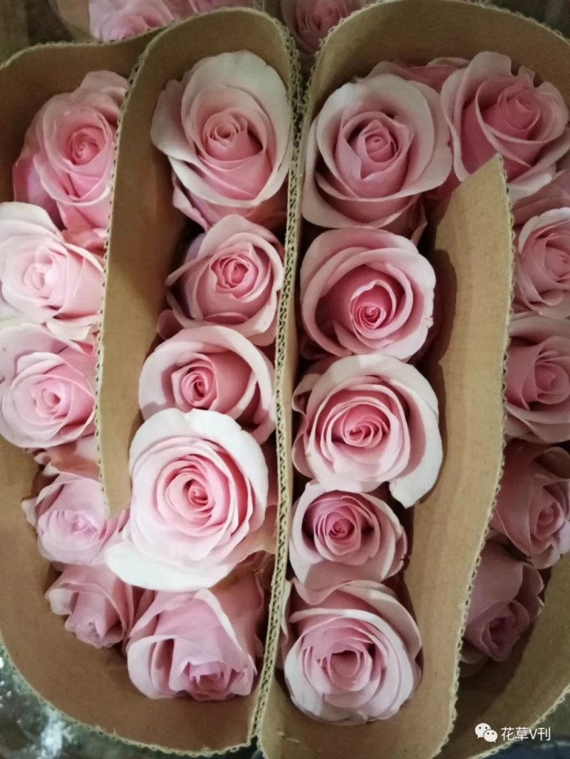 云南鲜花四季开不败