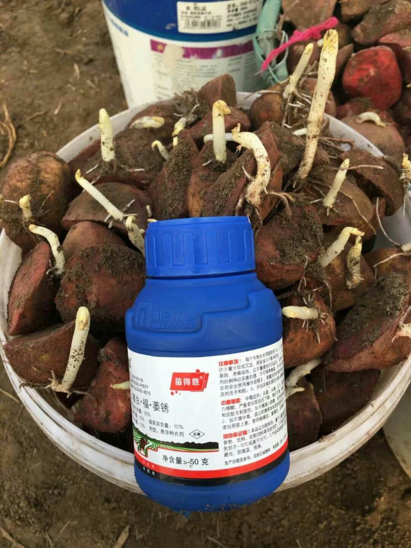 荷兰十五土豆种