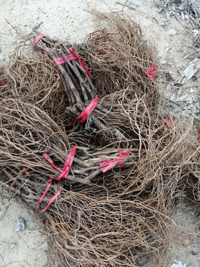 甜蜜蓝宝石阳光玫瑰巨玫瑰夏黑葡萄苗妮娜皇后