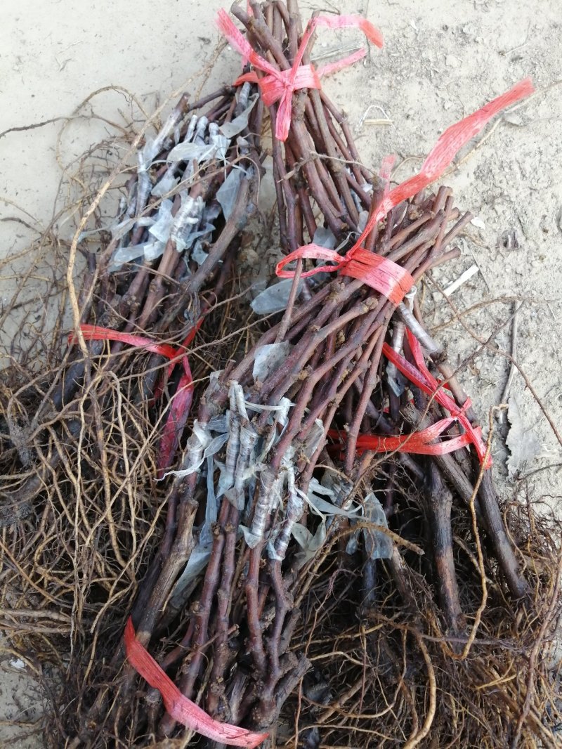 甜蜜蓝宝石阳光玫瑰巨玫瑰夏黑葡萄苗妮娜皇后