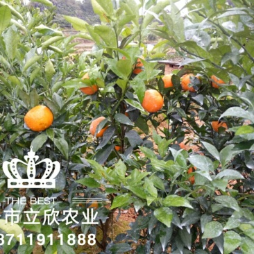 沃柑大苗