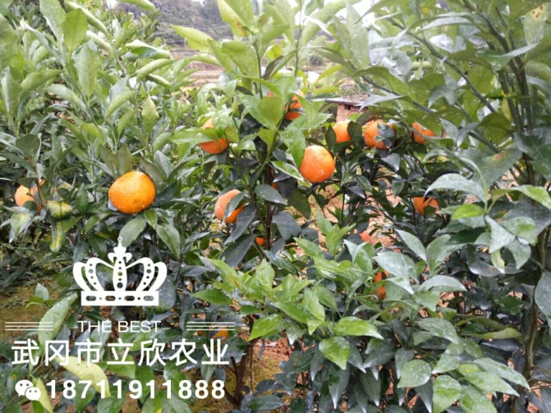 沃柑大苗