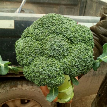 蓬溪茂鑫盛种植农场