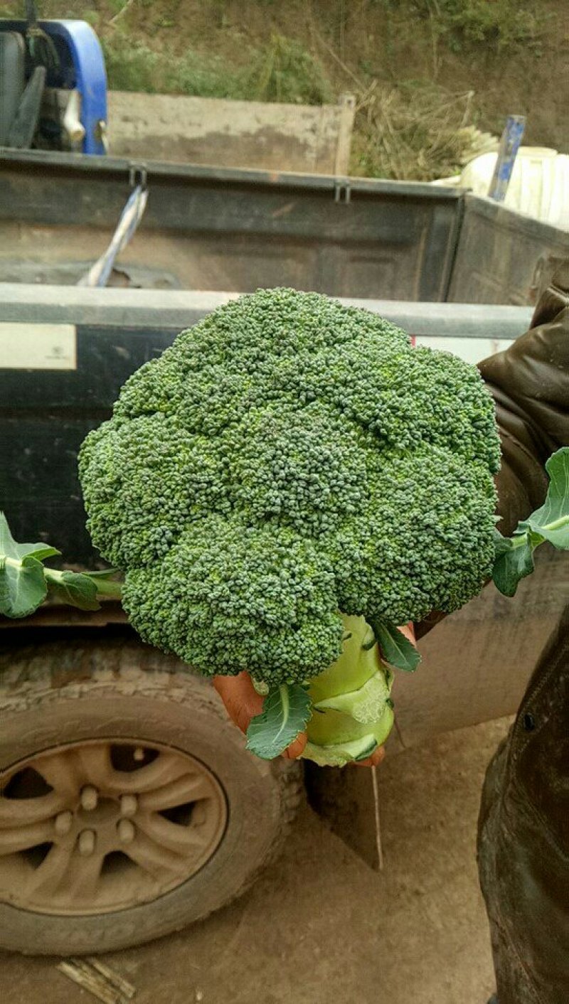 蓬溪茂鑫盛种植农场