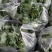蓬溪茂鑫盛种植农场