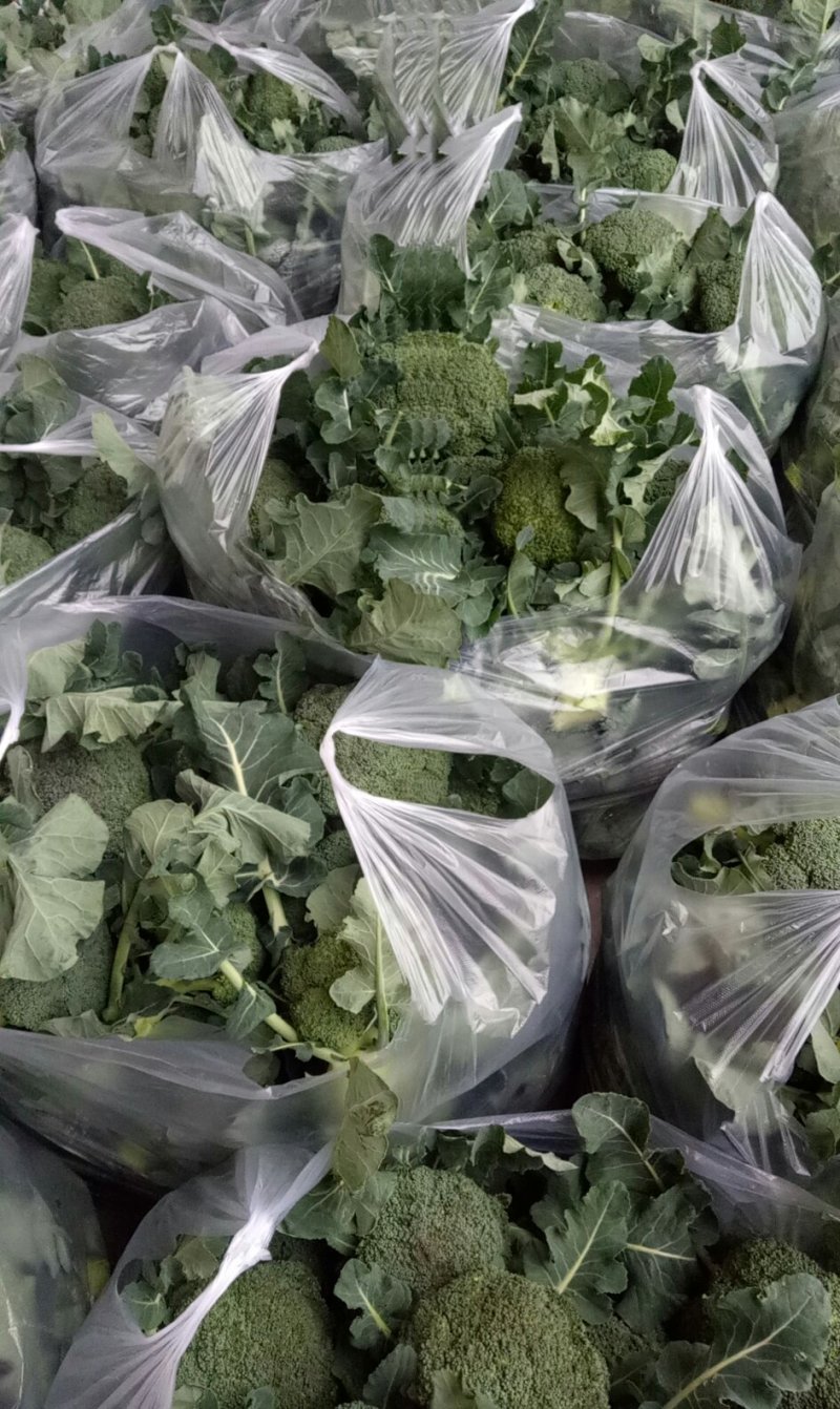 蓬溪茂鑫盛种植农场