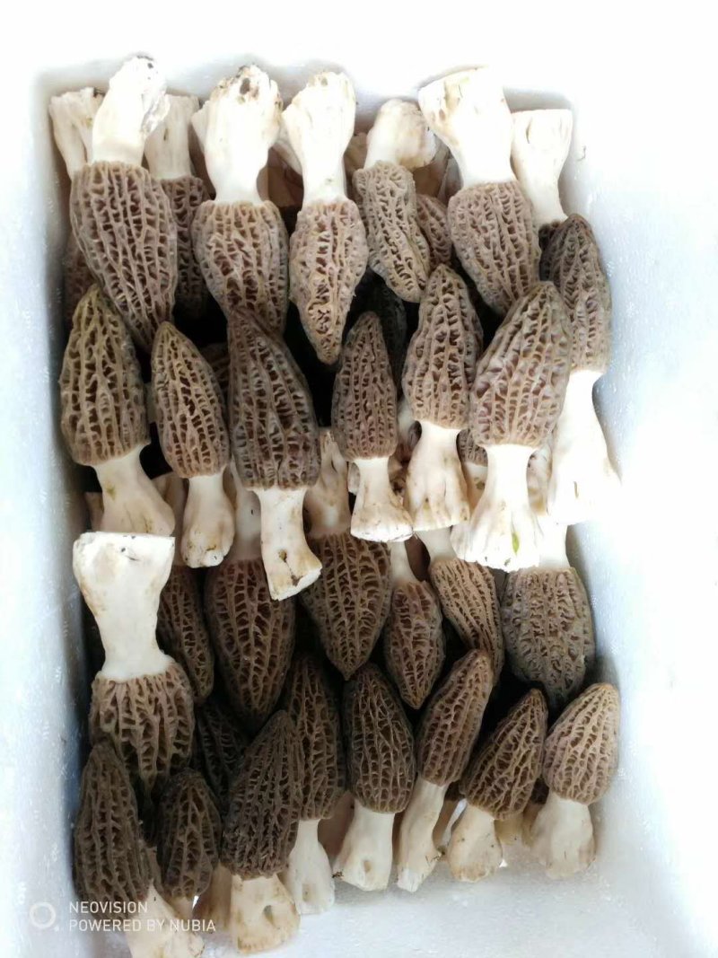 新鲜羊肚菌2斤装