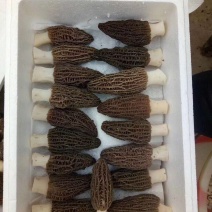 新鲜羊肚菌2斤装