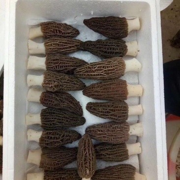 新鲜羊肚菌2斤装