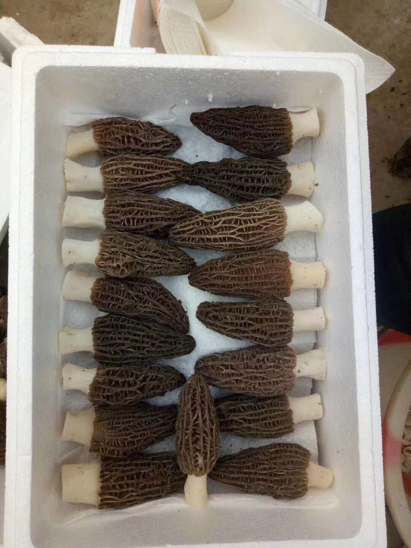 新鲜羊肚菌2斤装