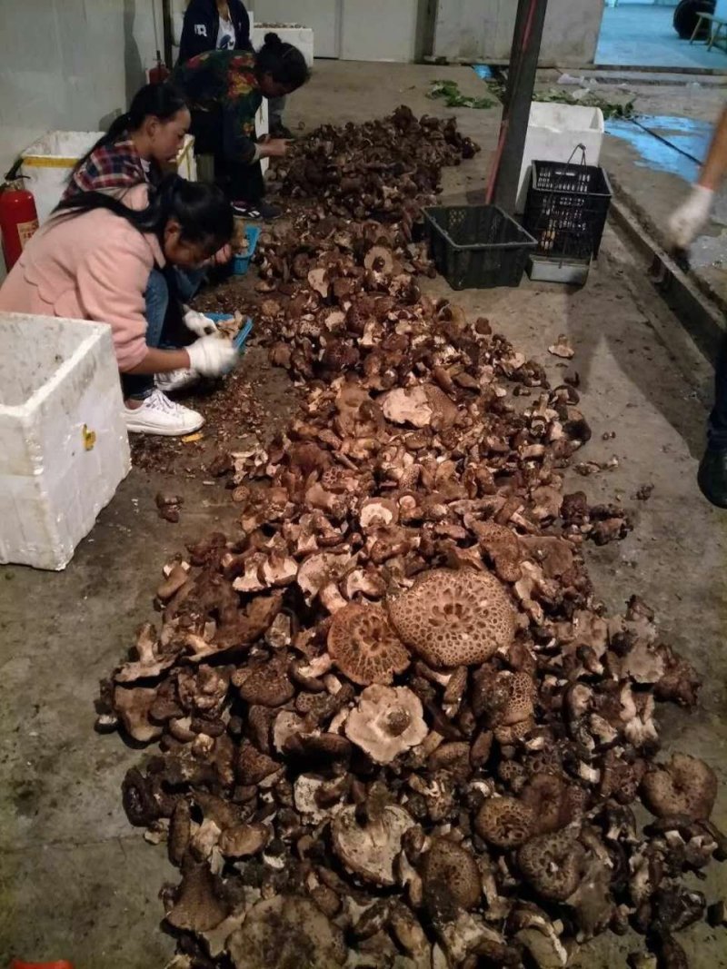 纯野生云南黑虎掌菌干货野生菌干品煲汤香气扑鼻