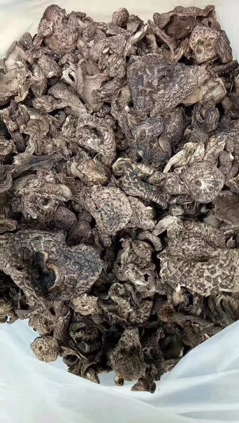 纯野生云南黑虎掌菌干货野生菌干品煲汤香气扑鼻