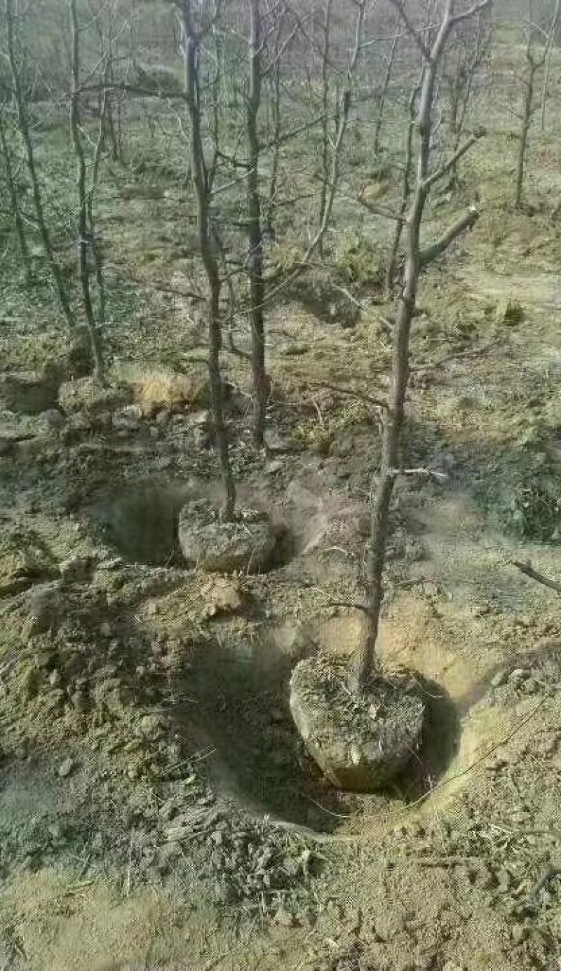 冬枣树