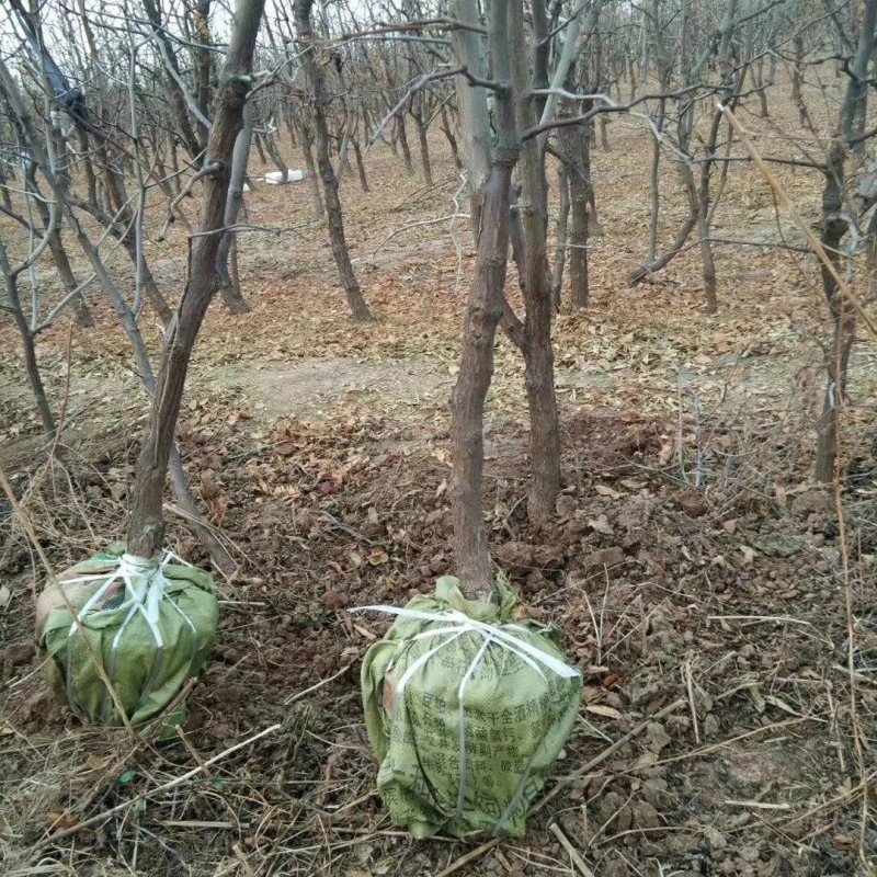 冬枣树