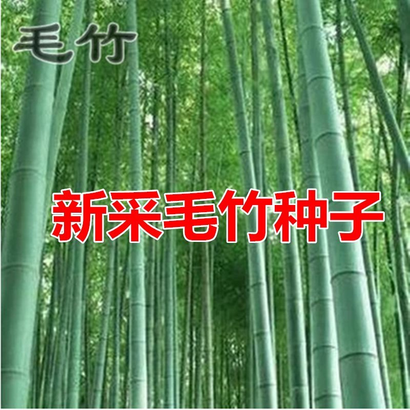 林木种子优质毛竹种子毛竹子种子茅竹种子楠竹黄皮竹种子