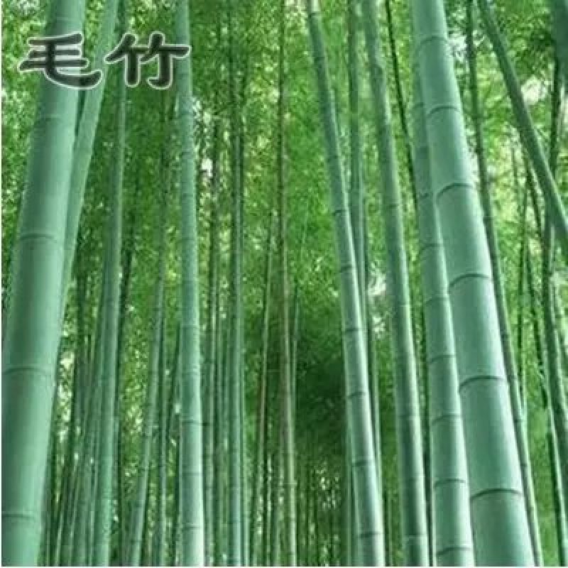 林木种子优质毛竹种子毛竹子种子茅竹种子楠竹黄皮竹种子