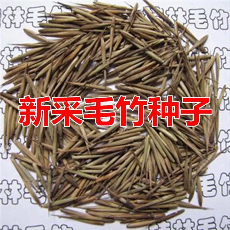 林木种子优质毛竹种子毛竹子种子茅竹种子楠竹黄皮竹种子