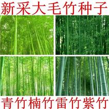 大型毛竹种子青竹籽楠竹刚竹种子四季竹子雷竹食用