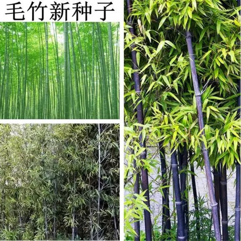 大型毛竹种子青竹籽楠竹刚竹种子四季竹子雷竹食用
