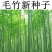 大型毛竹种子青竹籽楠竹刚竹种子四季竹子雷竹食用