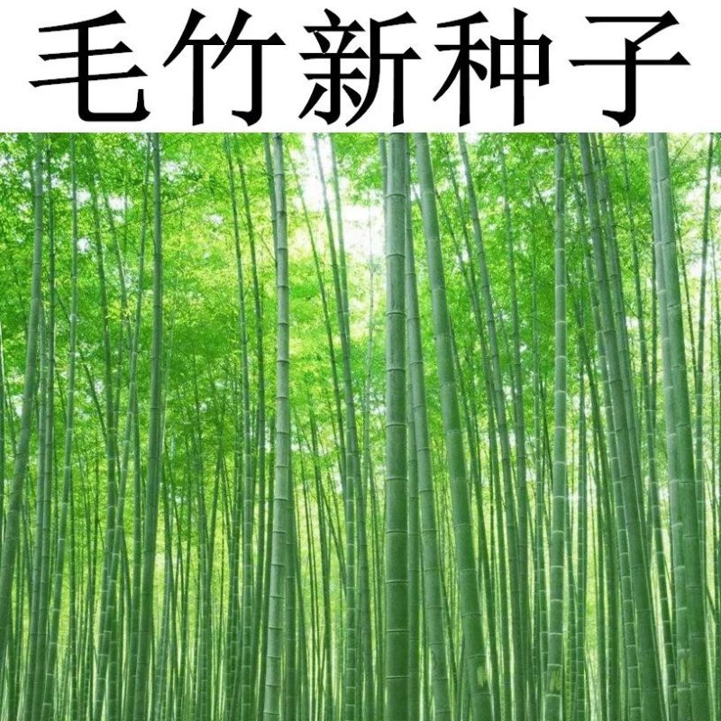 大型毛竹种子青竹籽楠竹刚竹种子四季竹子雷竹食用