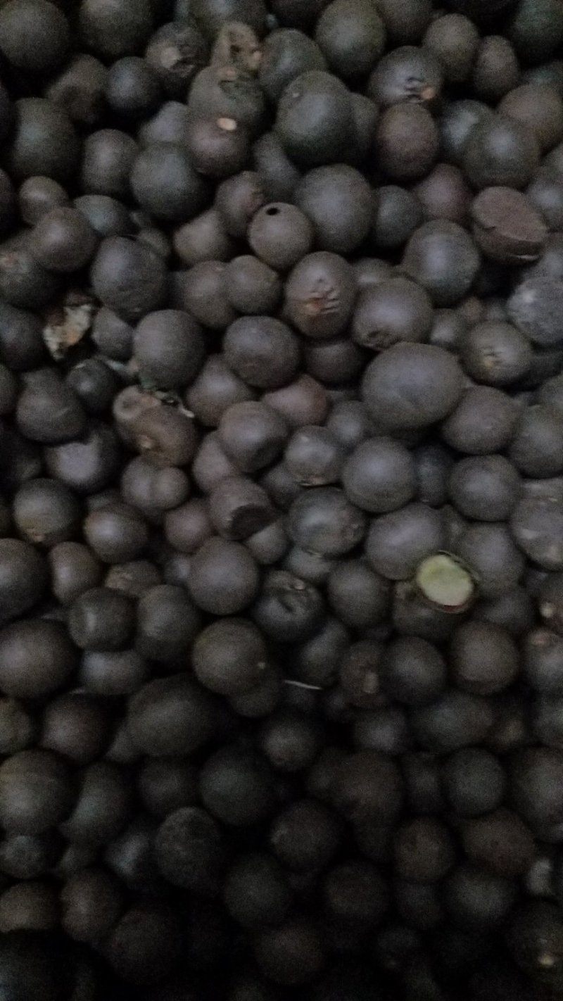 茶叶种子