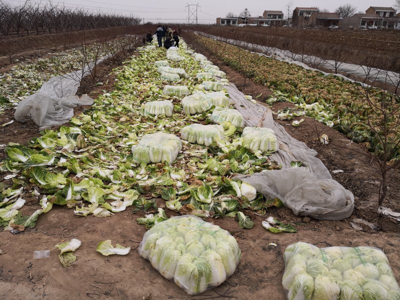 陕西蒲城娃娃菜上市个头小颜色绿质量好价格合适
