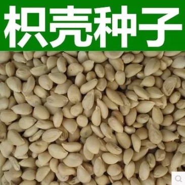 枸橘种子枳壳种子积实种子枸桔籽香橙种子红橘种子嫁接砧木树